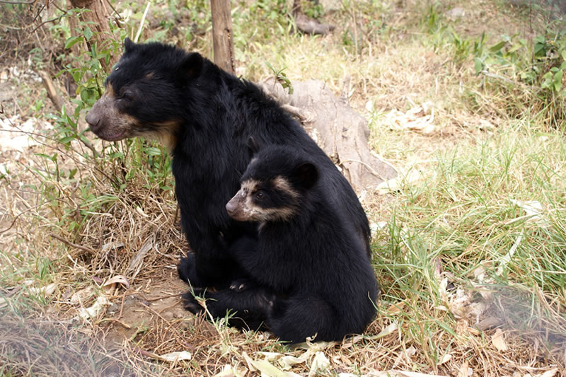 Orso dagli occhiali Machu Picchu