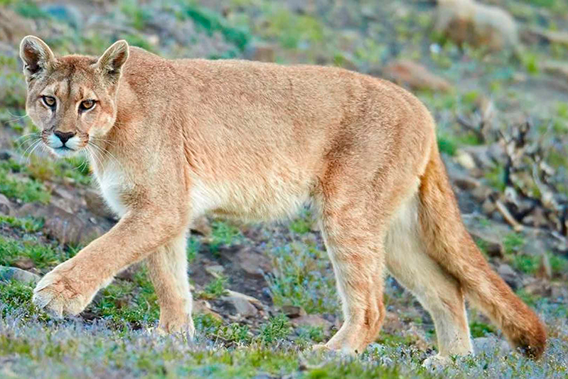 Andean cougar